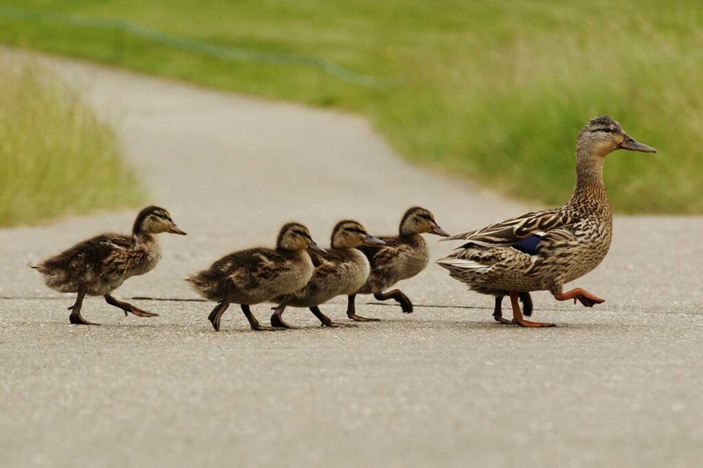 Get-Your-Legal-Ducks-in-a-Row--Estate-Strategies-Webinar