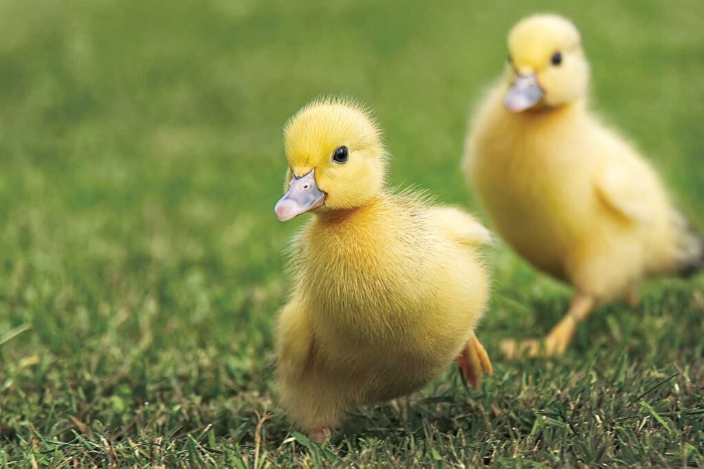 Get-Your-Legal-Ducks-in-a-Row--Estate-Strategies-Webinar