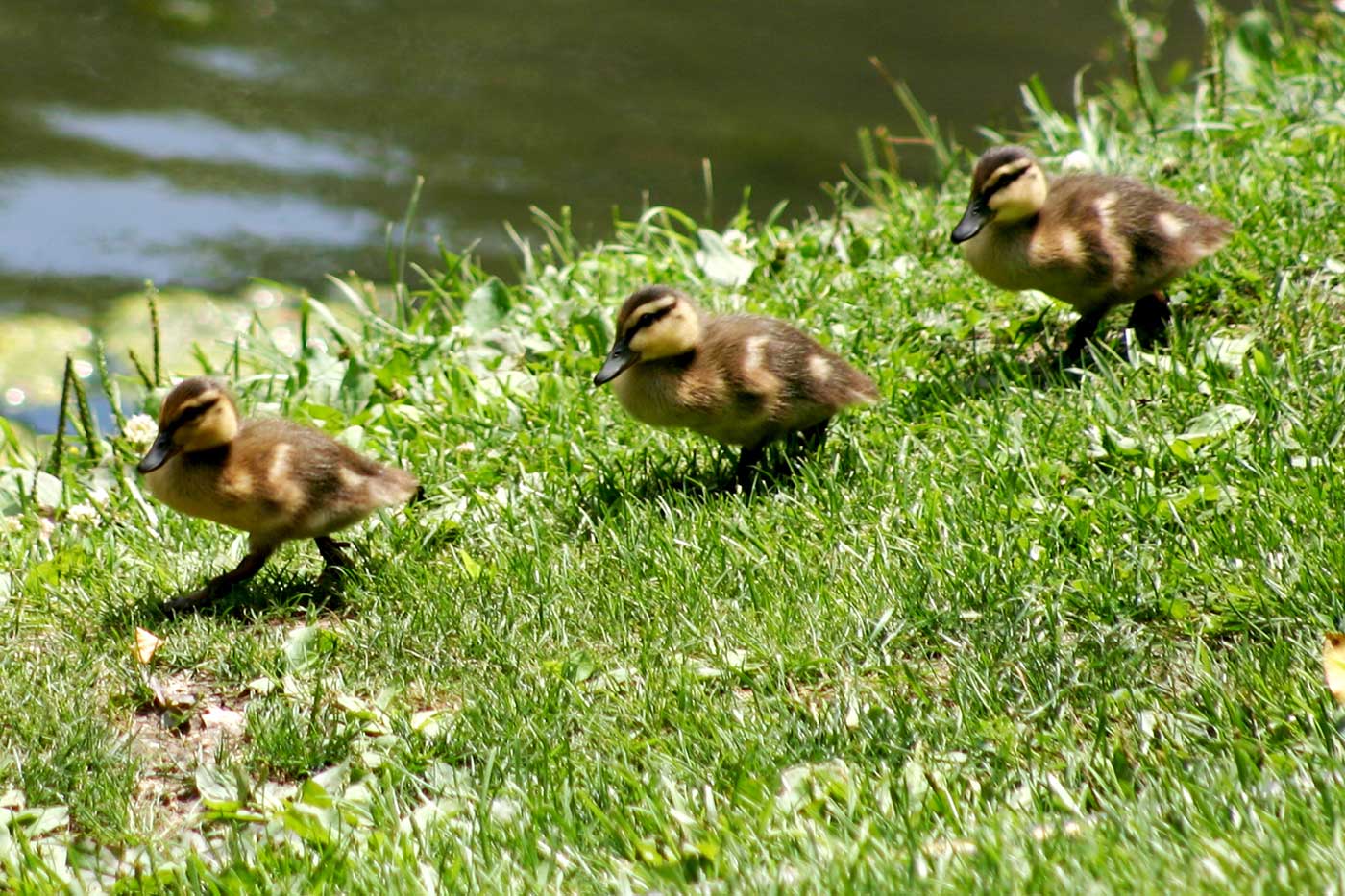 Get-Your-Legal-Ducks-in-a-Row--Estate-Strategies-Webinar